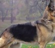 7 Prevailing Pros and Cons of German Shepherd